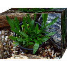 Cryptocoryne parva - Zwergwasserkelch im Topf