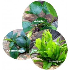 Aquarienpflanzen Buntbarsch-Set